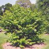 Common Witchhazel #5 - Image 2